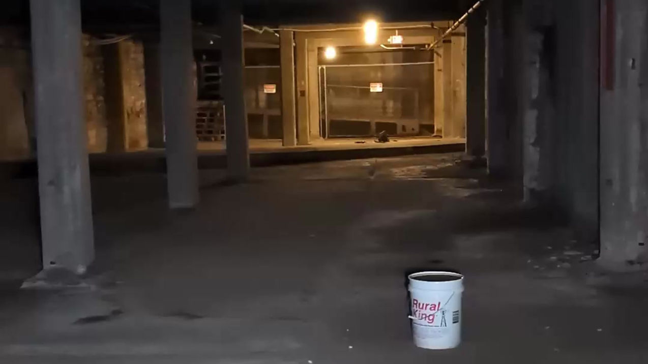 Loki Dog, The Best Investigation Partner Ever